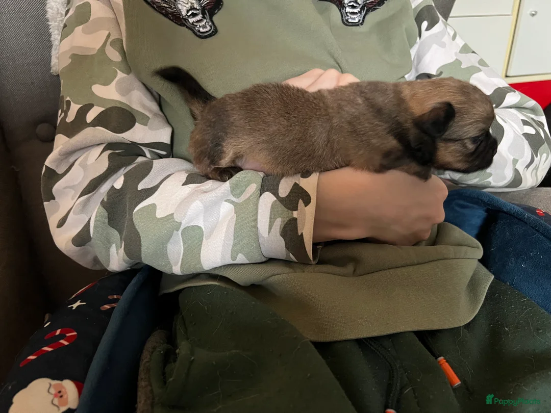 Pomchi honden te koop: Lieve Pomchi pups - Advertentie 20