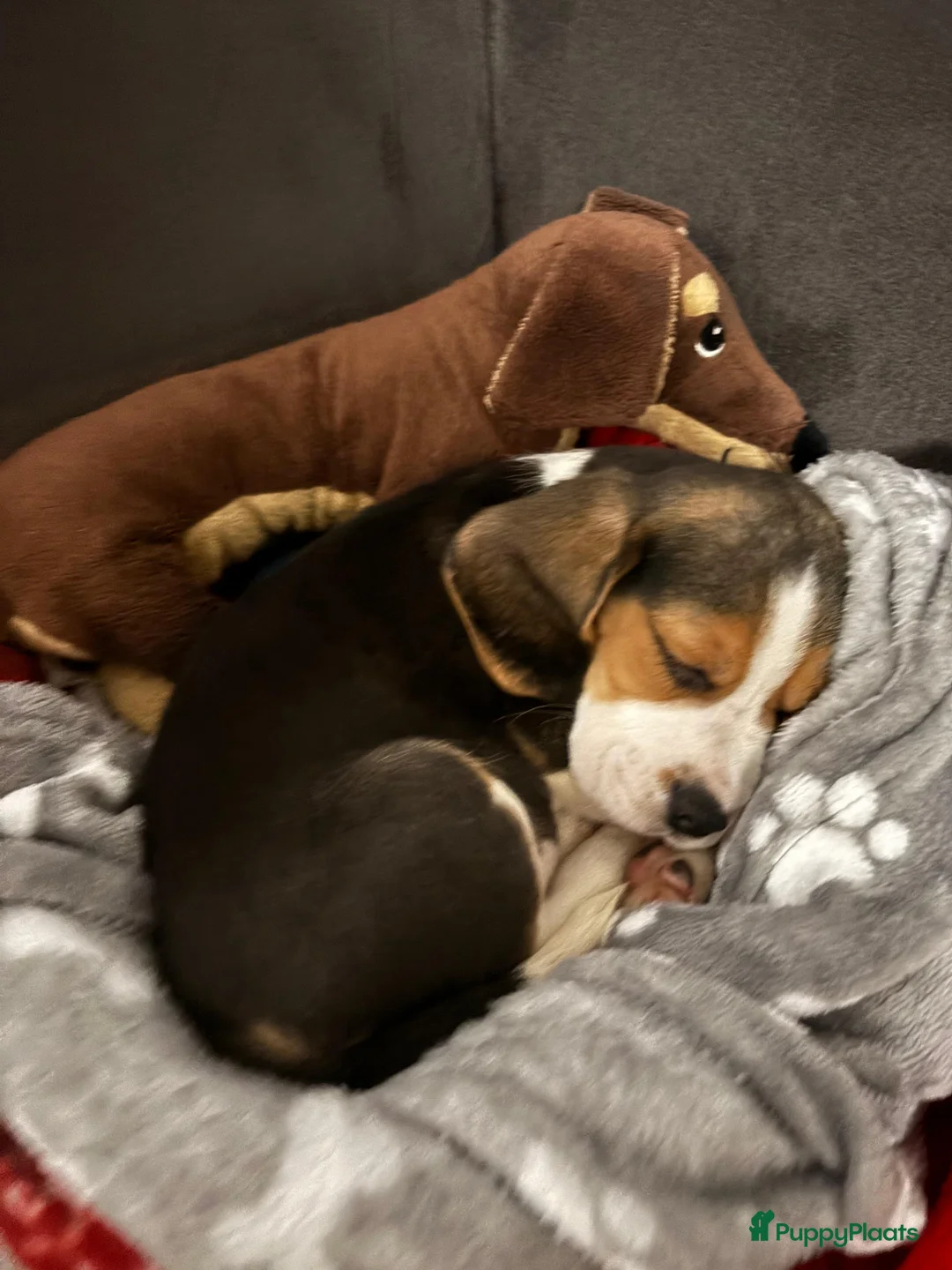 Beagle honden te koop: Male Beagle puppy (9 weeks) in Rijswijk - Advertentie 2
