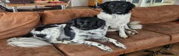 Friese Stabij honden te koop: Prachtige Friese Stabij pups (teefjes) in Readtsjerk - Advertentie 13