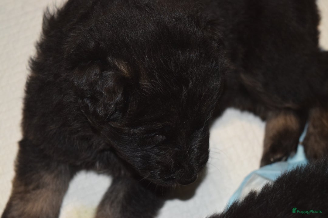 Duitse Herder honden te koop: ZWARTE OUD DUITSE HERDER PUPPY - Advertentie 4