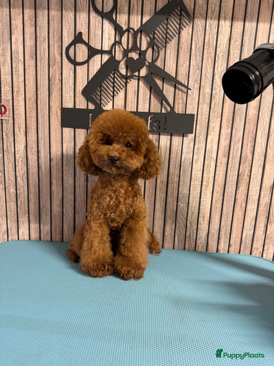 Poedel Toy honden ter dekking: Dekreu toypoedel  - Advertentie 7