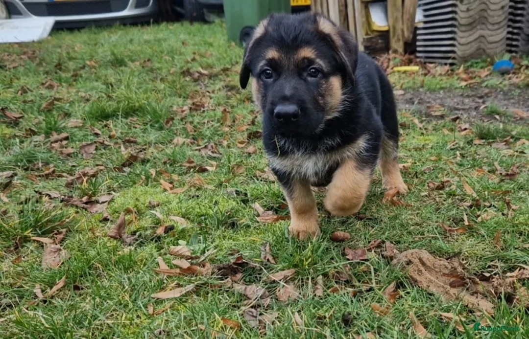 Duitse Herder honden te koop: Topkwaliteit Duitse Herder Pups - Advertentie 5