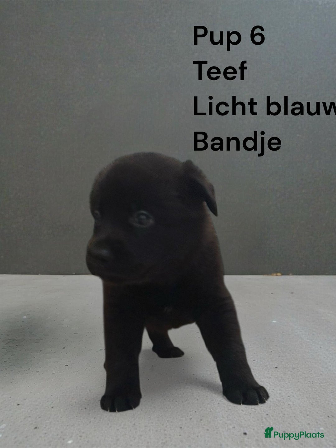 Kruising honden te koop: Kruising mechelse Hollandse herder x duitse herder - Advertentie 8