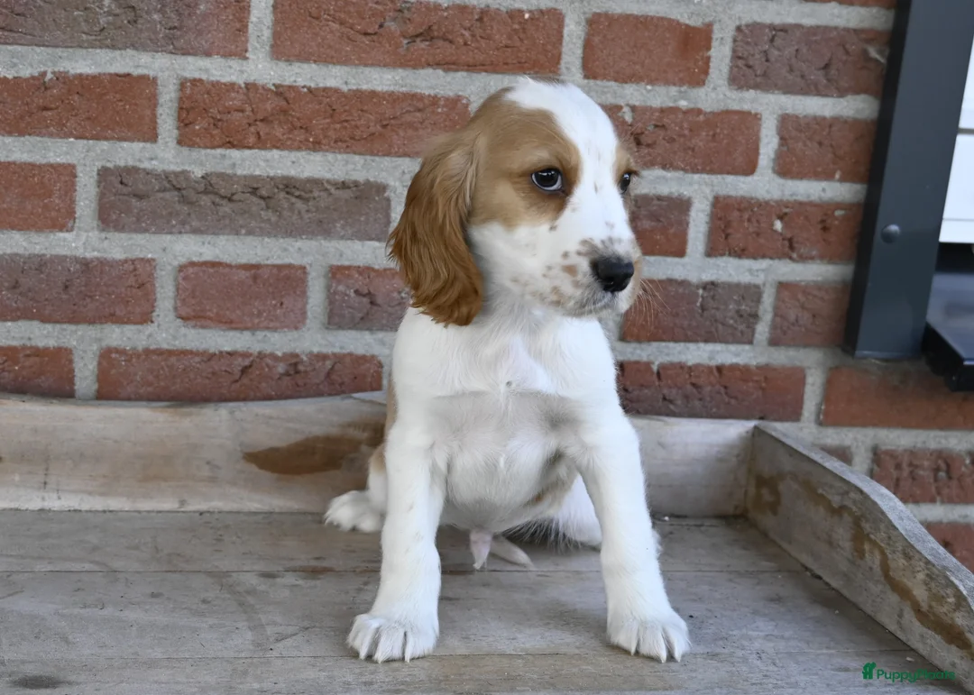 Engelse Cocker Spaniel honden te koop: Speelse Engelse Cocker Spaniel pup - Advertentie 13