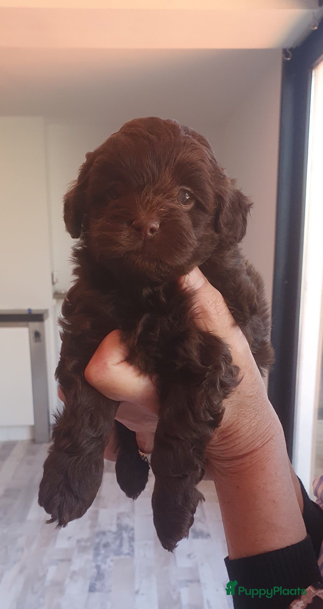 Shihpoo honden Shihpoo/Toypoedel Pups - Advertentie 1