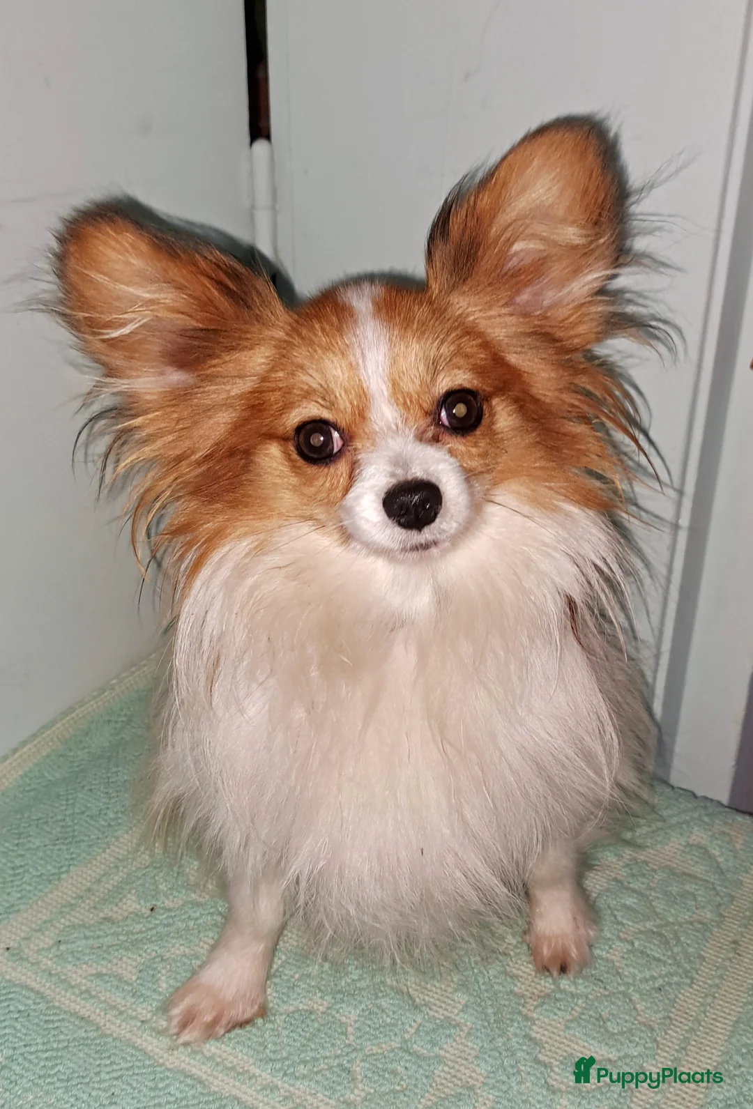 Kruising honden te koop: Zeer kleine waterhond - Advertentie 8