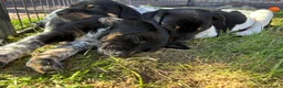 Boerenfox honden te koop: Boerenfox pups in Castelre - Advertentie 5