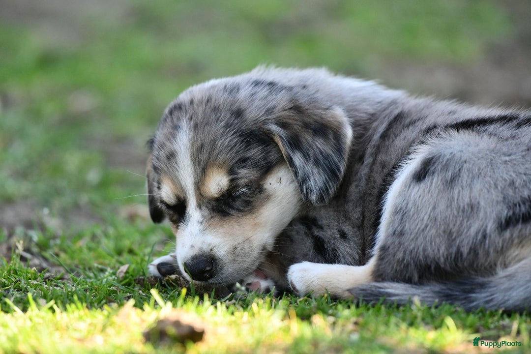 Australian Shepherd honden te koop: Australian Shepherd x Kelpie Pups in Maashees - Afbeelding 24