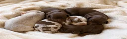Dwergteckel honden te koop: ❤️😍 Prachtige sociale dwergteckel pups 😍❤️ - Advertentie 12