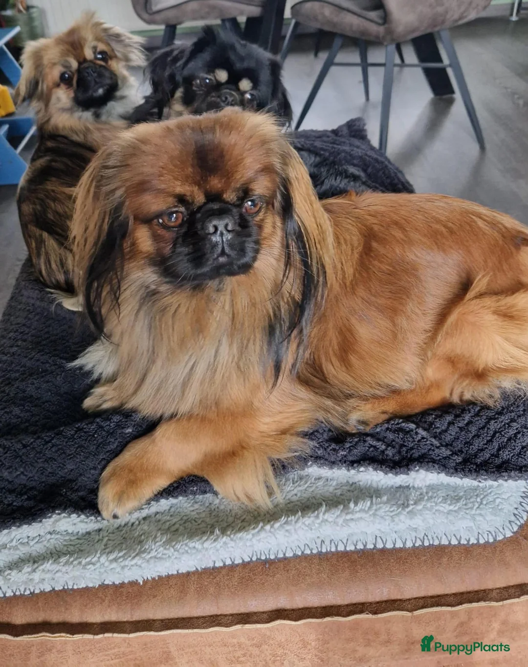 Pekingees honden te koop: Heel mooi Pekinees reutje - Advertentie 37