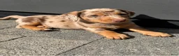 Jack Russel Terriër honden te koop: Choco merle teefje  - Advertentie 3