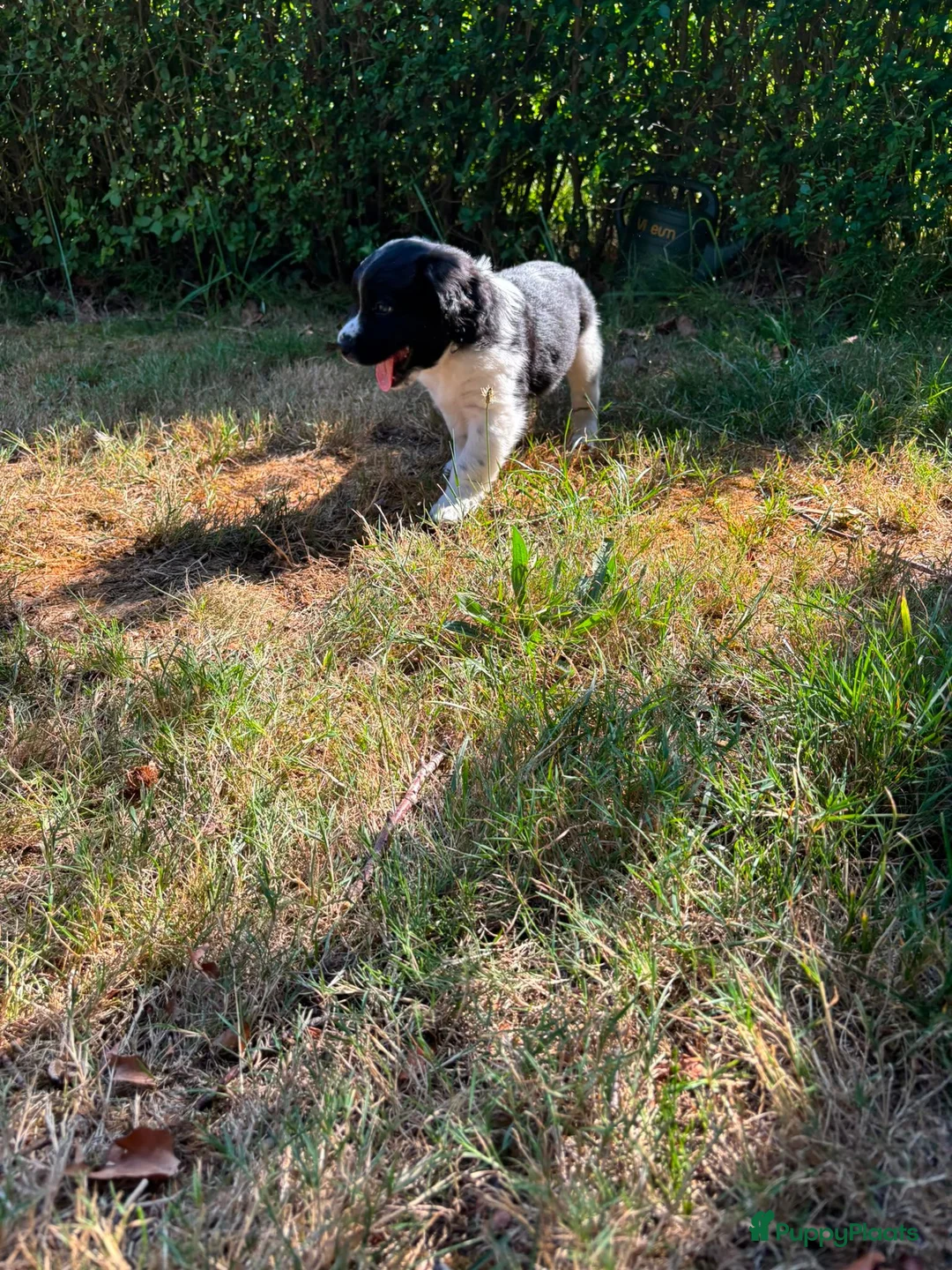 Friese Stabij honden te koop: Friese stabij puppy's - Advertentie 2