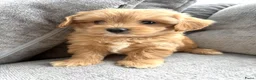 Maltipoo honden te koop: Prachtige maltipoo pups , speels, gezond  - Advertentie 11