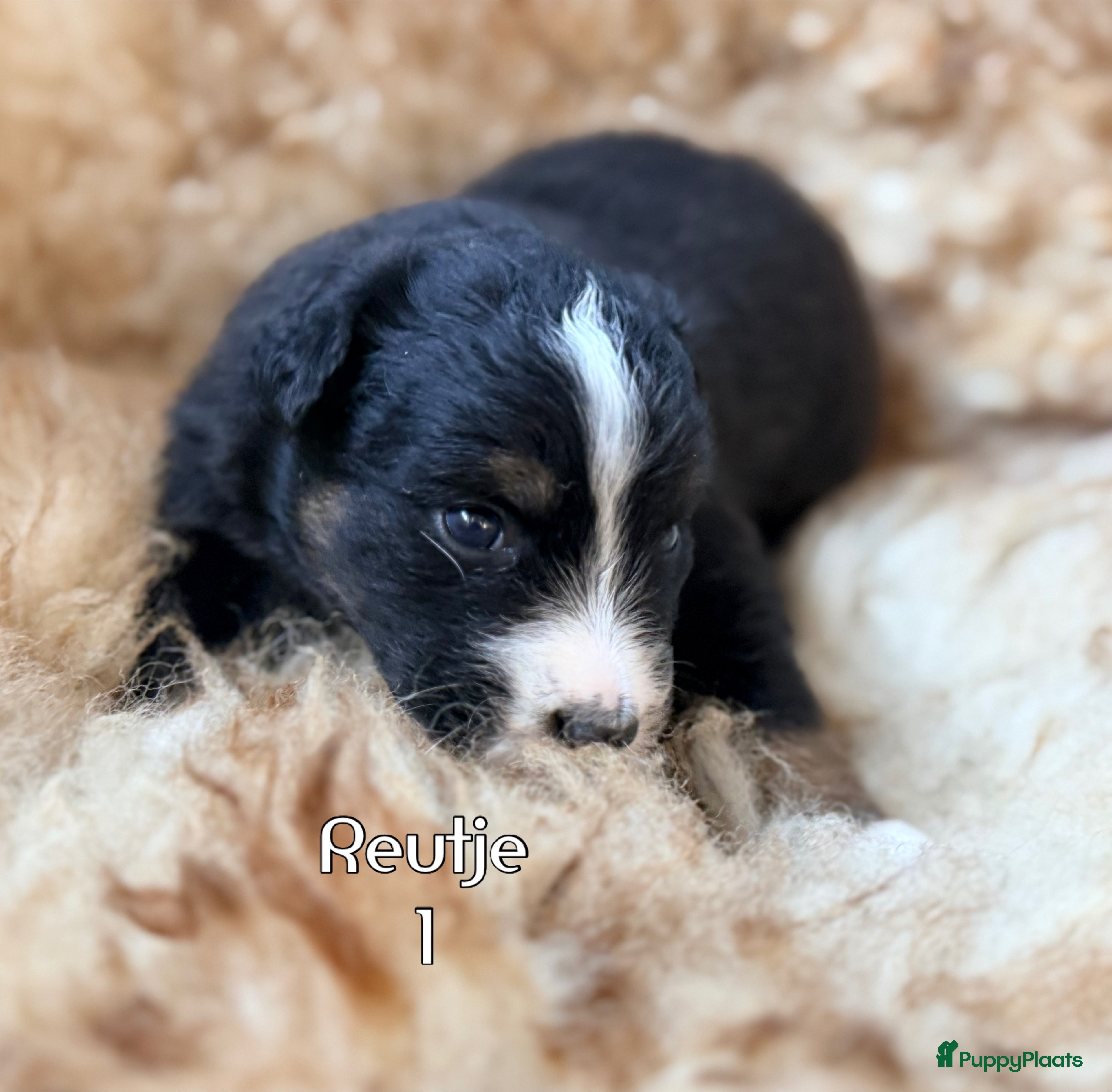 Australian Shepherd honden Australian shepherd pups  - Advertentie 2