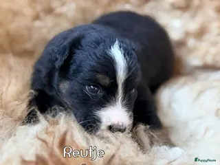 Australian Shepherd honden Australian shepherd pups - Advertentie 2