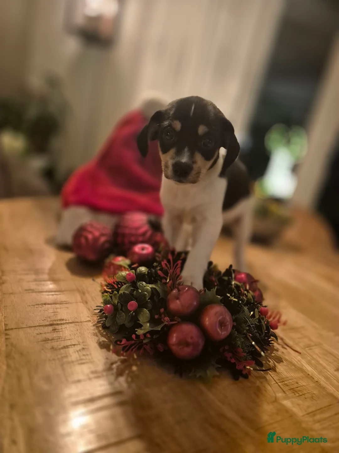 Kruising honden te koop: Boerenfox puppy's  - Advertentie 5