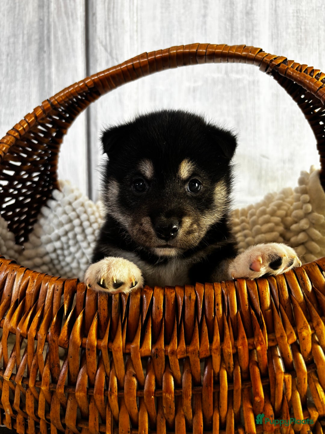 Galerij afbeelding {{count}}