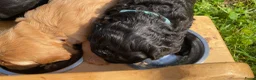 Australian Labradoodle honden te koop:  8 Puppies zijn geboren 12 april 2026 - Advertentie 7
