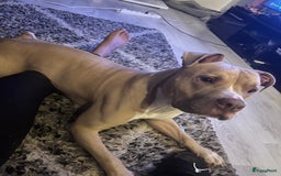 Pitbull Terriër honden ter dekking: Ajax/Jaxie ( DEKREU ) - Advertentie 5