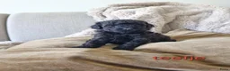 Poedel Toy honden te koop: Toypoedel pups - Advertentie 6
