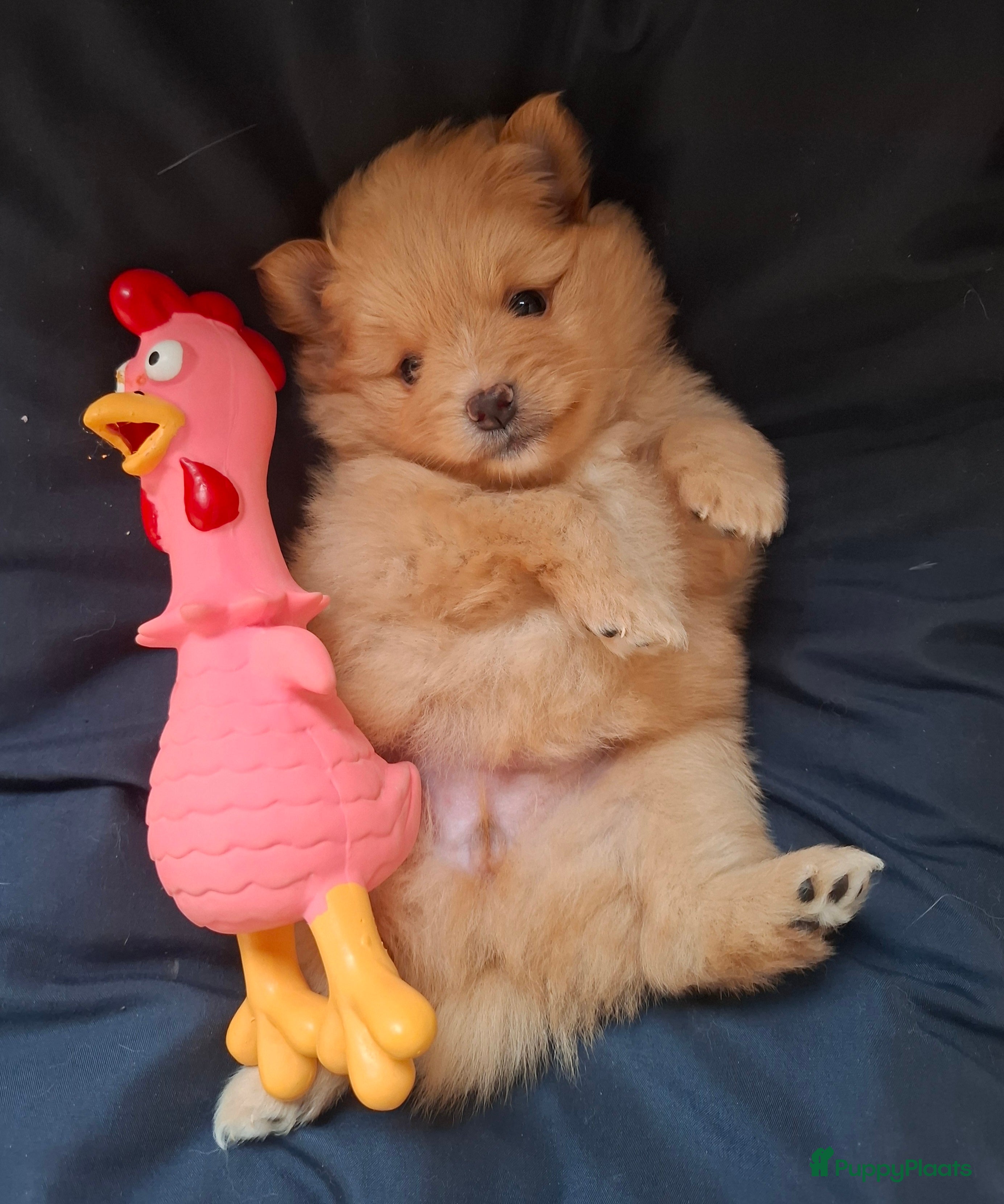 Pomeriaan honden Lieve pomeriaan pup vrouwtje - Advertentie 1