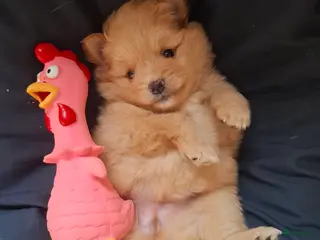 Pomeriaan honden Lieve pomeriaan pup vrouwtje - Advertentie 2