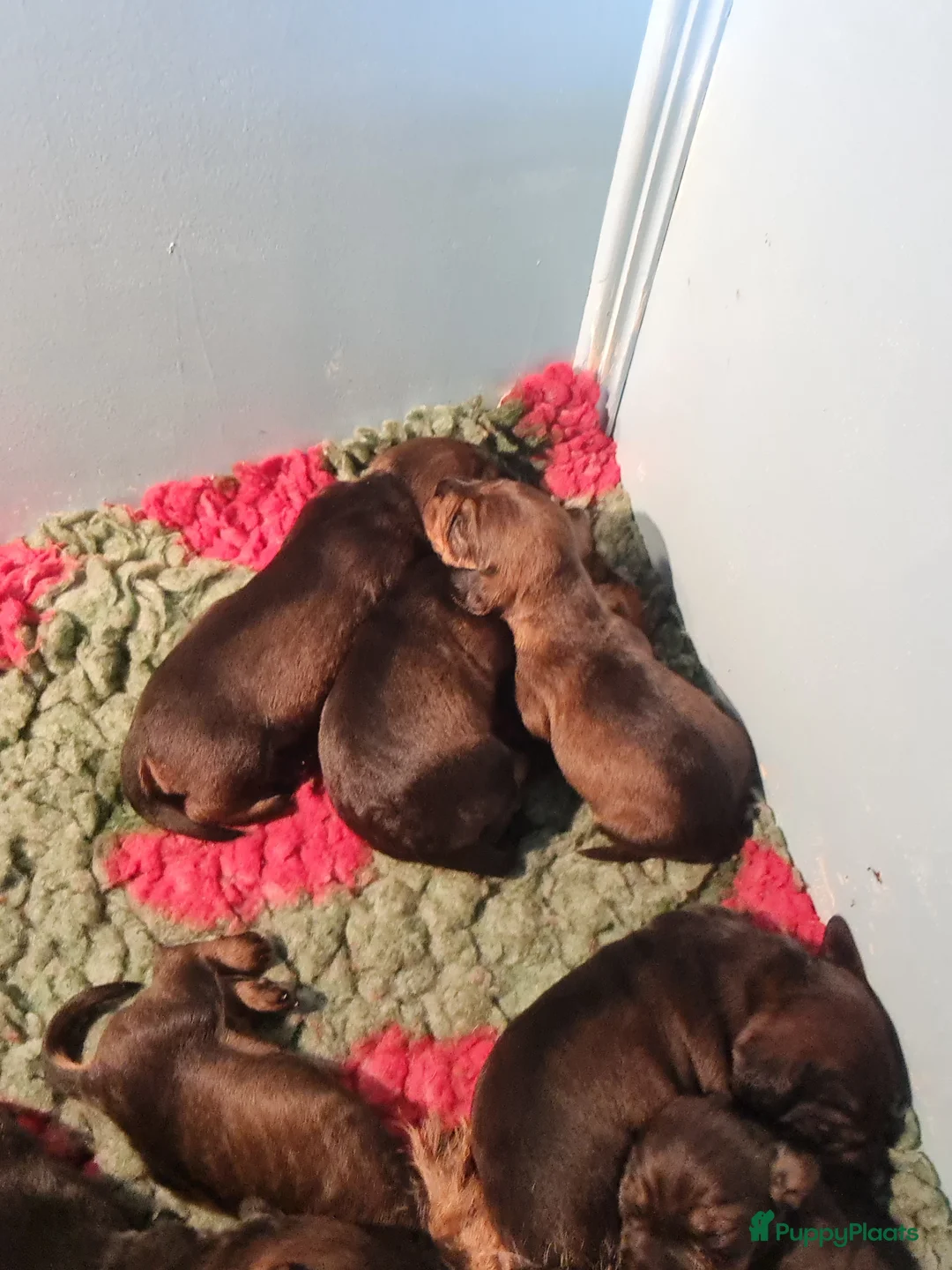 Ruwhaar Teckel honden te koop: Standaard ruwhaar teckel pups - Advertentie 2