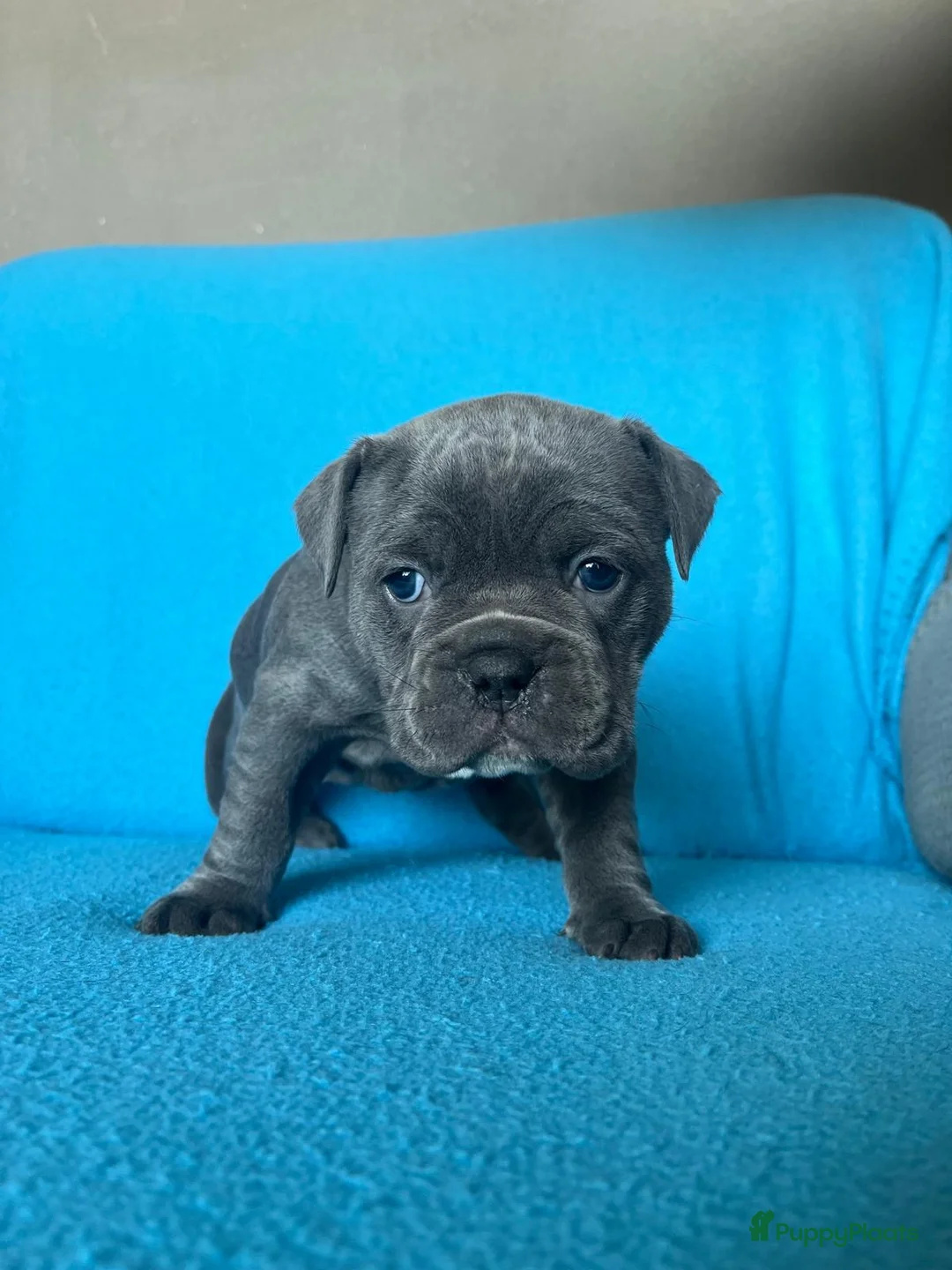 Old English Bulldog honden te koop: Super lieve Old English Bulldog pups - Advertentie 4
