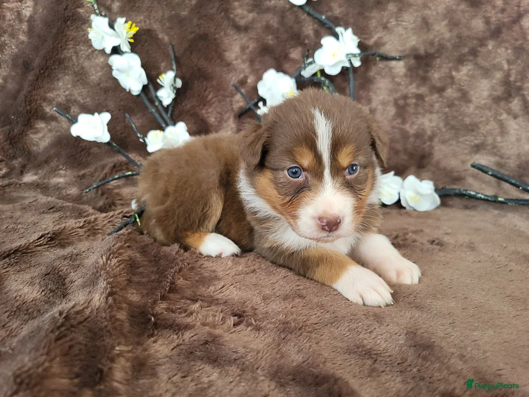 Australian Shepherd honden te koop: Australian Shepherd teefje met FCI stamboom - Advertentie 1