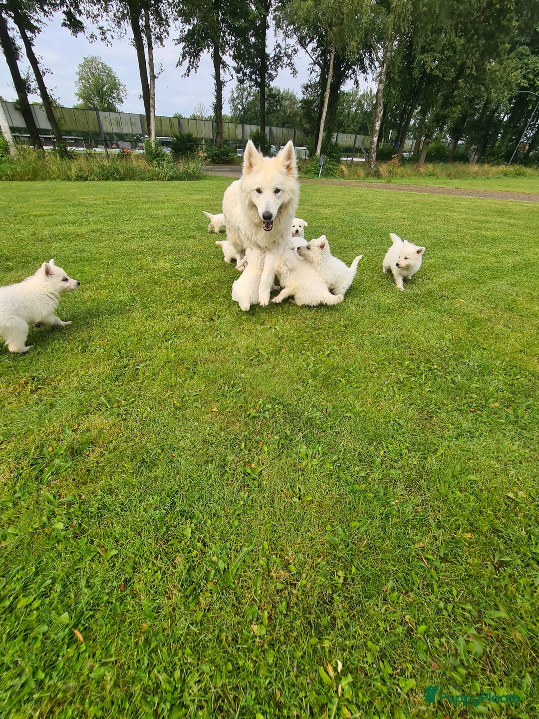 Zwitserse Witte Herdershond honden te koop: super mooie goed gesocialiseerd witte herder pups  - Afbeelding 11