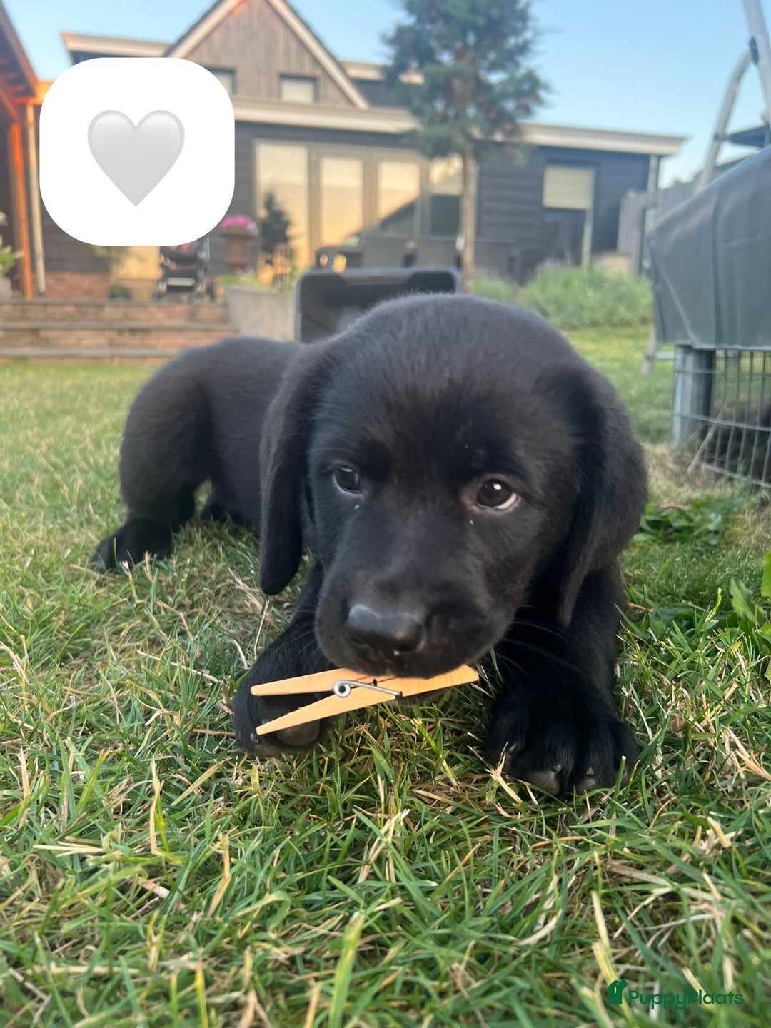 Kruising honden te koop: Onze lieve Boulab puppy’s zijn te koop in Buren - Afbeelding 9