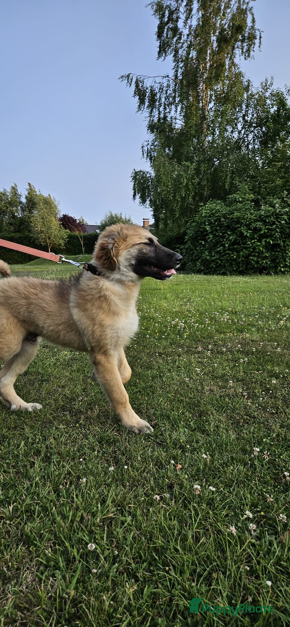 Pyreneese Berghond honden Kruising portugeze berghond  - Advertentie 1