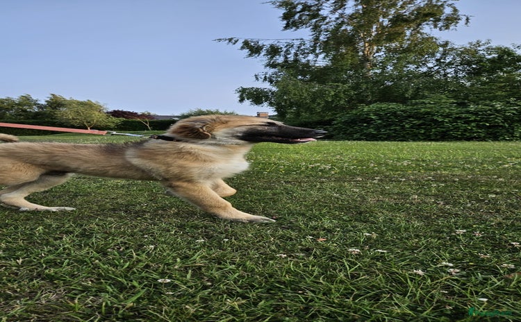 Pyreneese Berghond honden - Advertentie 6