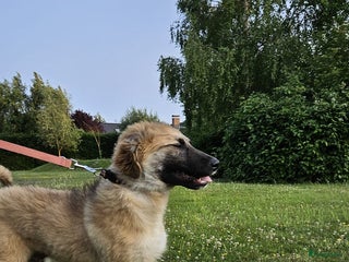 Pyreneese Berghond honden Kruising portugeze berghond - Advertentie 15