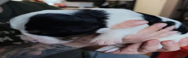 Kruising 1