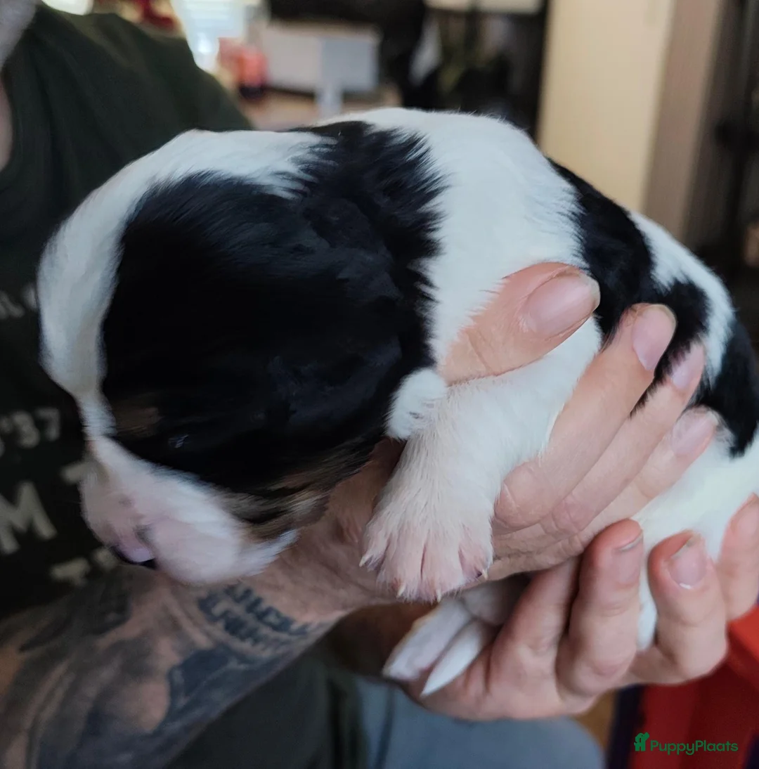 Kruising honden te koop: Prachtige pups. Kruising borderjack cavalier. - Advertentie 9