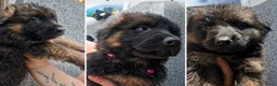 Duitse Herder honden te koop: Duitse herders langharige  - Advertentie 1