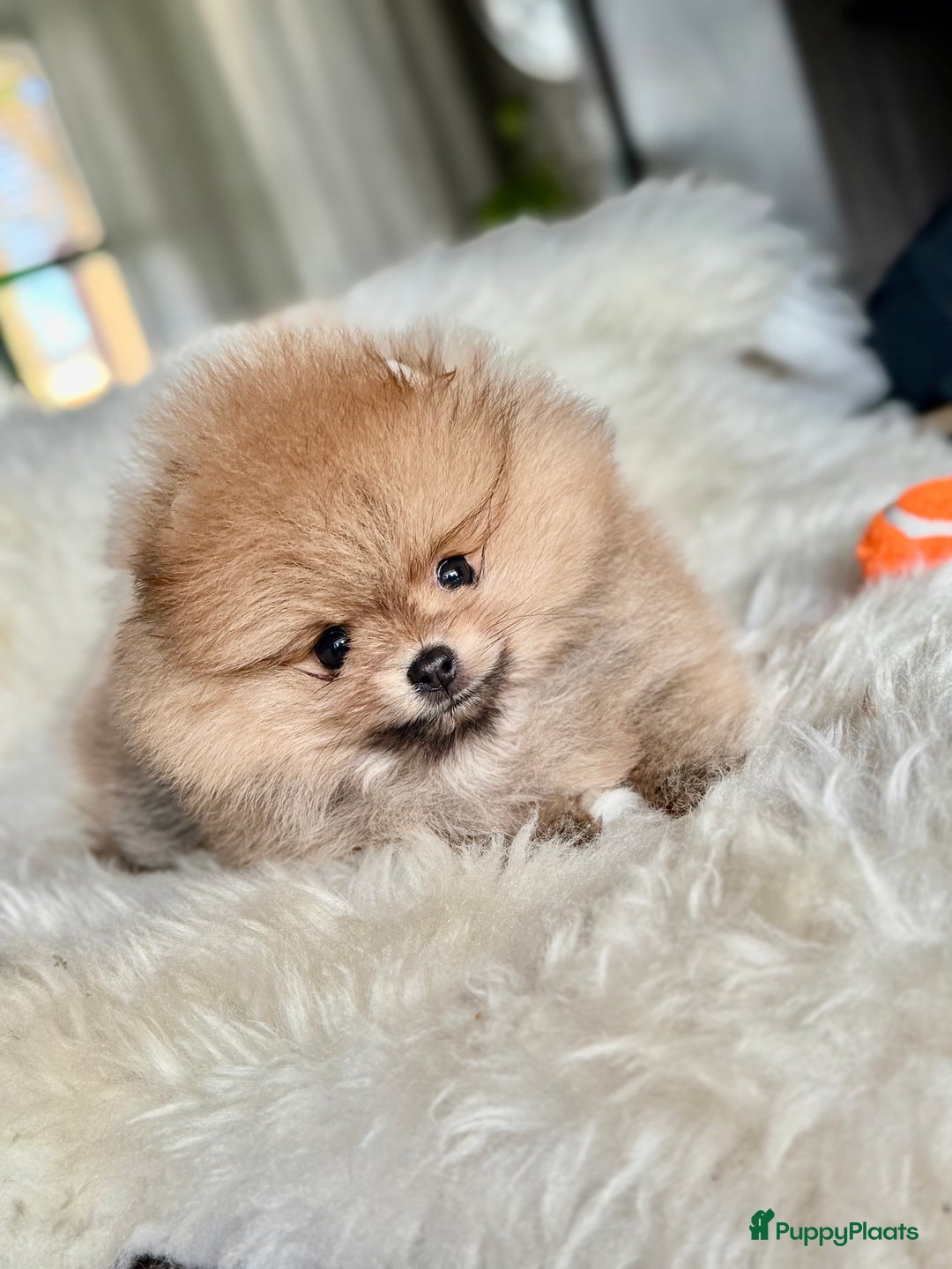 Pomeriaan honden te koop: Raszuiver Mini Pomeriaan Pup Bear Face  - Advertentie 7
