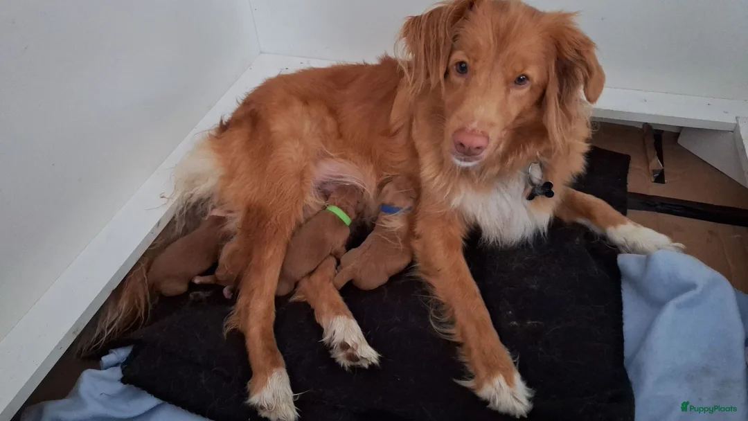 Nova Scotia Duck Tolling Retriever honden te koop: Te koop 4 knappe toller pups allen in optie - Advertentie 1