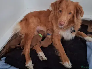 Nova Scotia Duck Tolling Retriever honden Te koop 4 knappe toller pups allen in optie - Advertentie 3