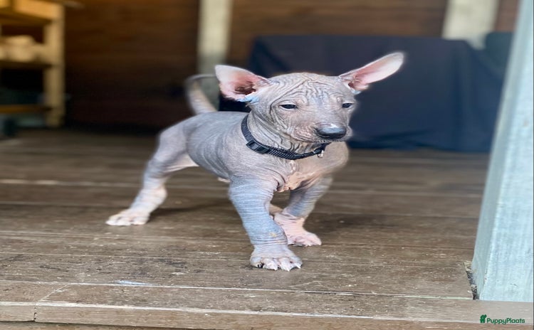 Mexicaanse Naakthond honden - Advertentie 1