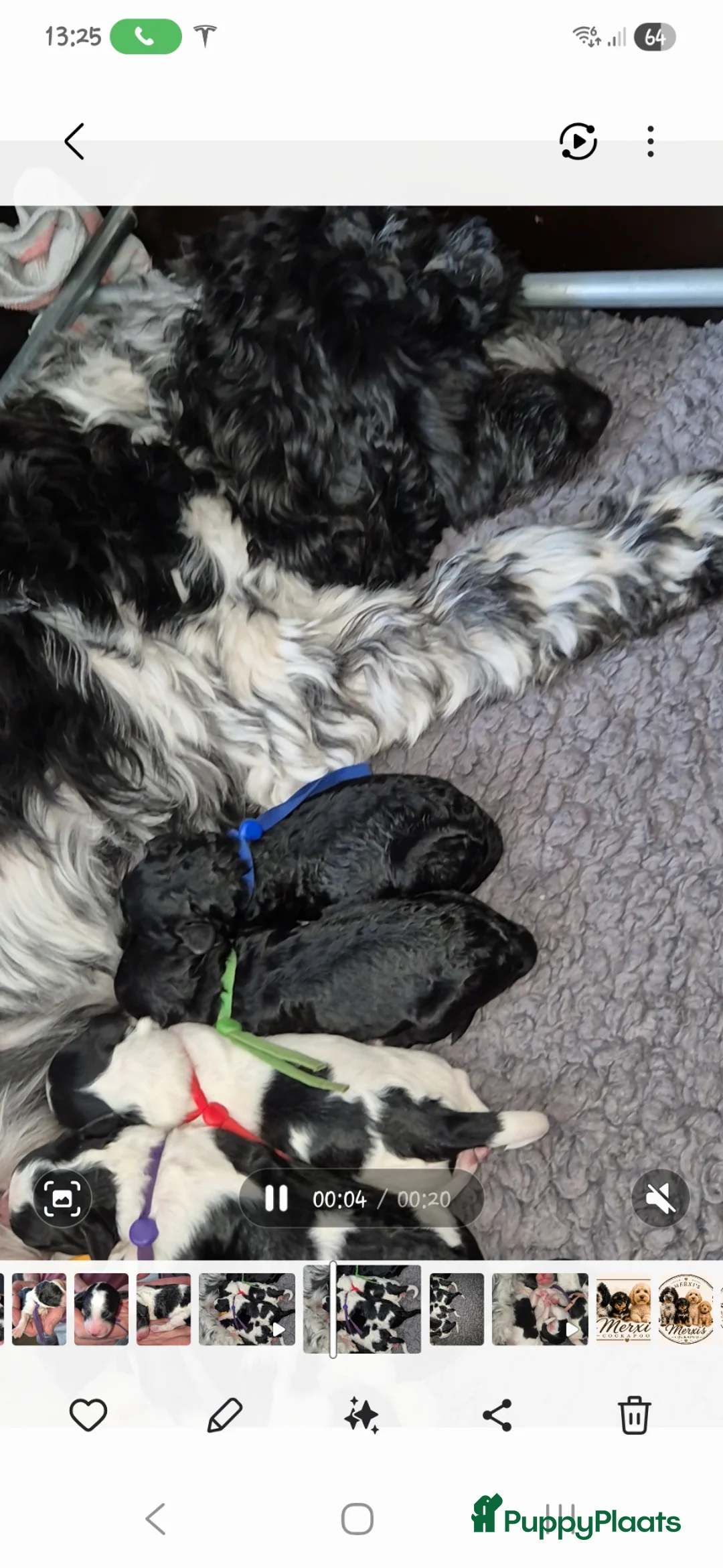 Cockapoo honden te koop: Cockapoo pups  - Advertentie 2