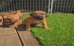 Rhodesian Ridgeback honden te koop: Rhodesian Ridgeback pups in Bentveld - Afbeelding 12