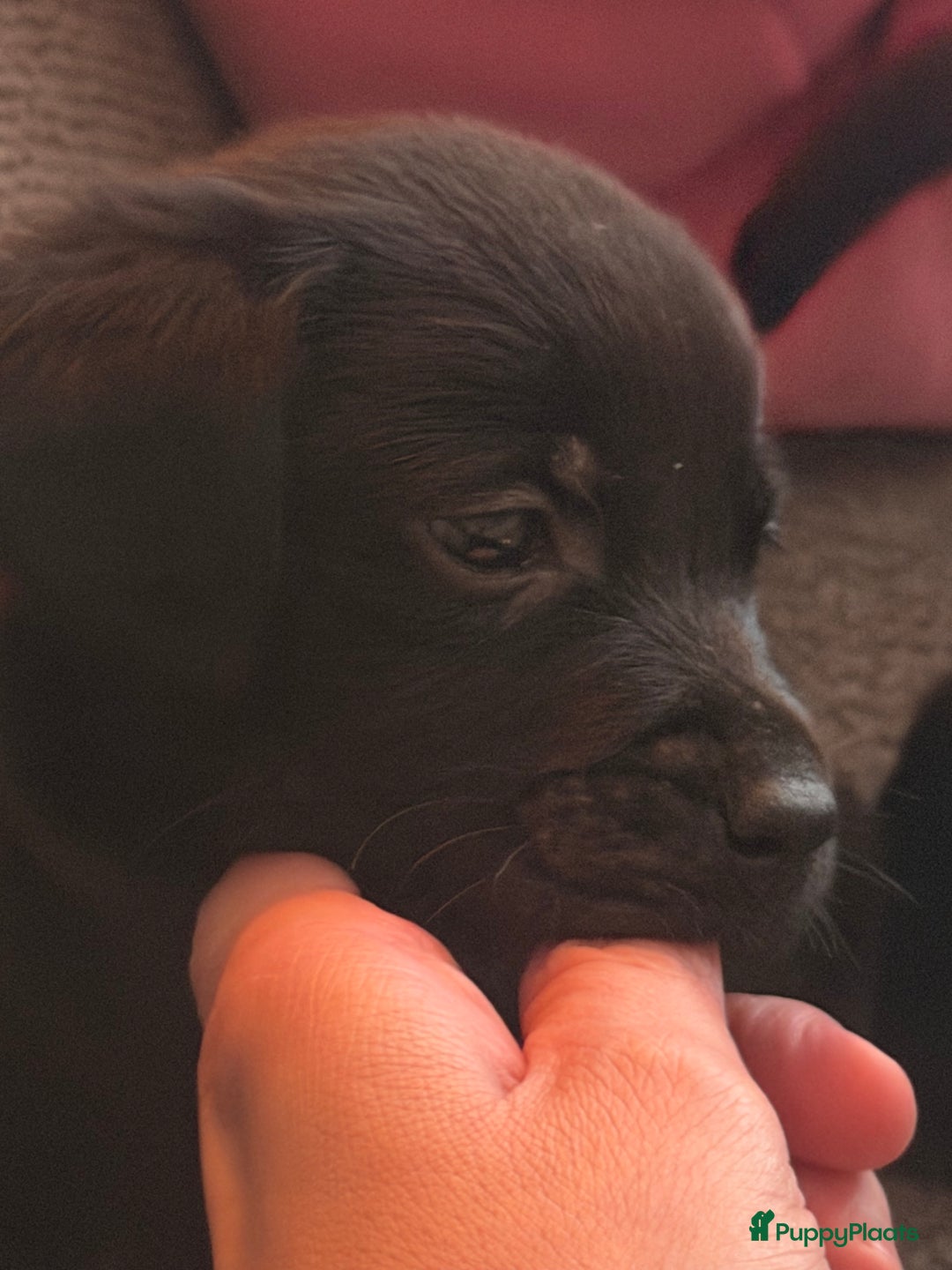 Labrador Retriever honden te koop: Labrador pups - Advertentie 6