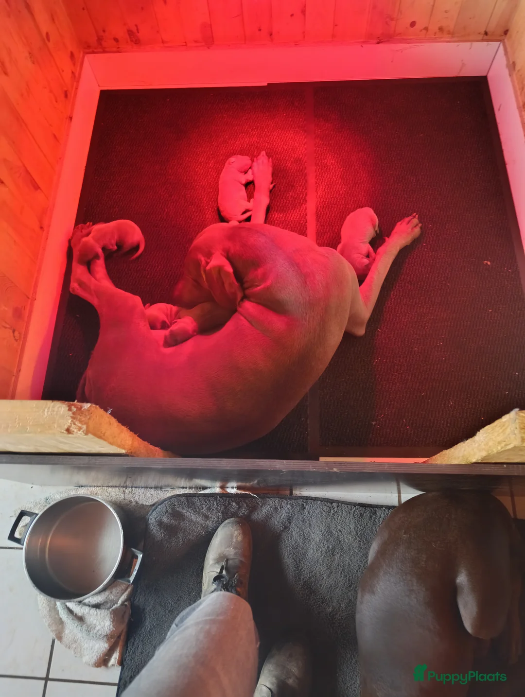 Weimarse Staande Hond korthaar honden te koop: Weimaraner pups  - Advertentie 27