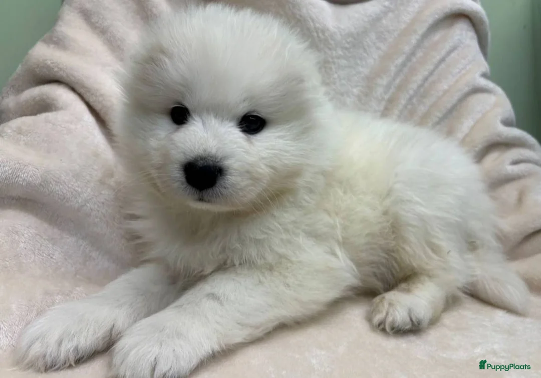 Samojeed honden te koop: Samojeed pups - Advertentie 2