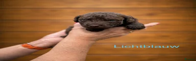 Labradoodle Puppy 8