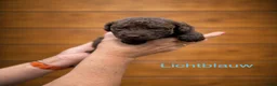 Labradoodle honden te koop: Labradoodle pups  - Advertentie 3
