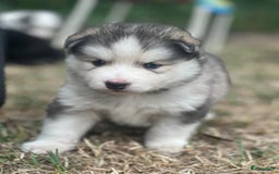 Pomsky honden te koop: Prachtige pomsky pups - Afbeelding 6