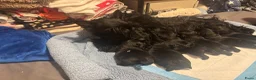 Schotse Terriër honden te koop: Twee Schotse terriër reutjes beschikbaar  - Advertentie 10